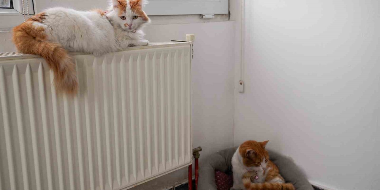 57 Patili Dost Sıcak Yuvasına Kavuştu