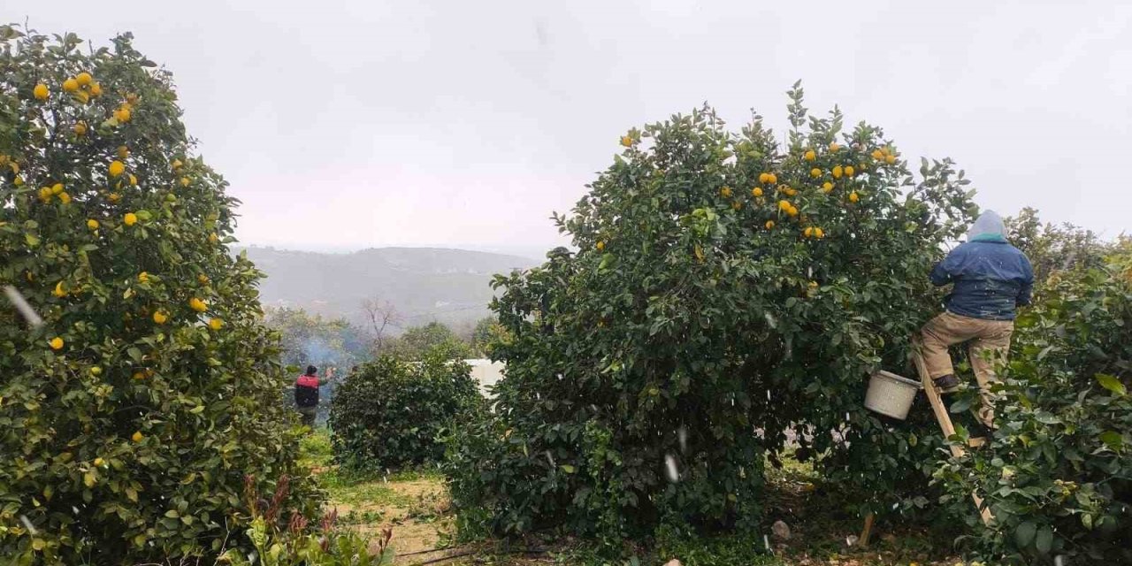 Mersin’de Kar Altında Limon Hasadı