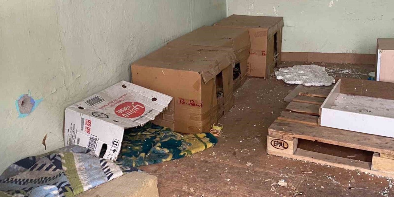 Metruk Binadaki Kedi Evleri İlgi Odağı Oldu