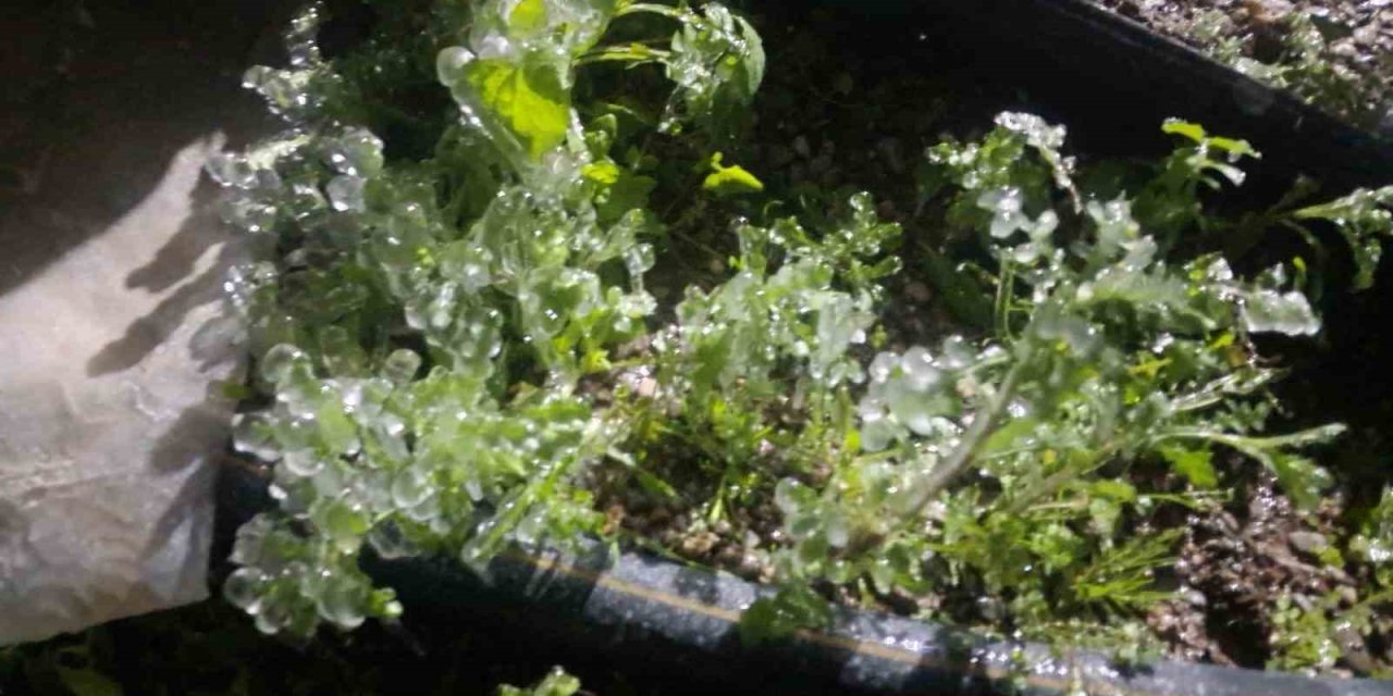 Antalya’da Dondurucu Soğukta Seralarda Zirai Don Nöbeti