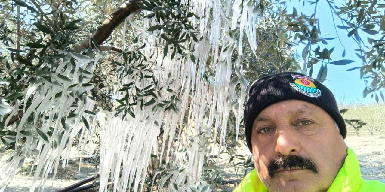 Çiftçi Ağaçlardaki Buz Sarkıtlarını Görünce Şaştı Kaldı
