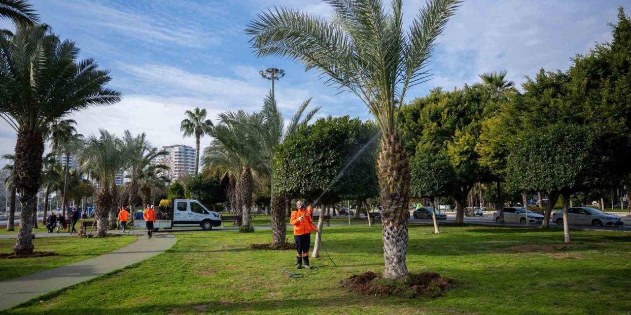Mersin’in Simgesi Palmiyeler Zararlılara Karşı Korunuyor