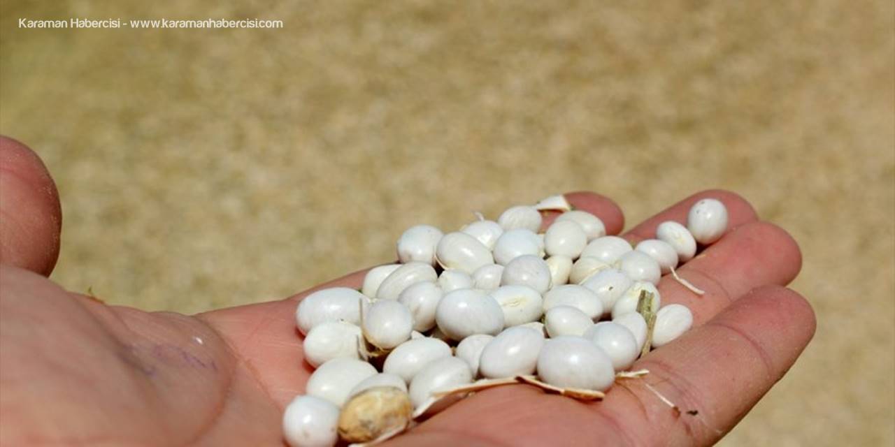 Beyşehir'de Şeker Fasülye Üreticisi Patentine Kavuştu