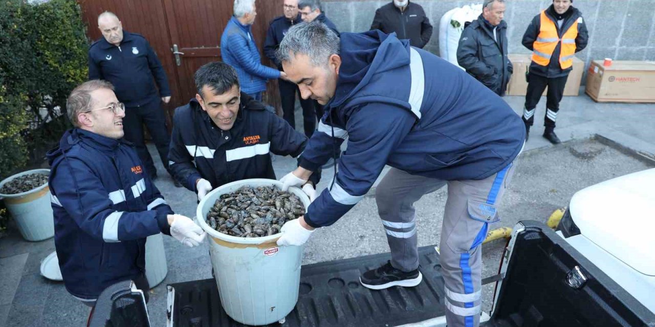 Antalya Otobüs Terminali’nde 300 Kilogram Midyeye El Konuldu