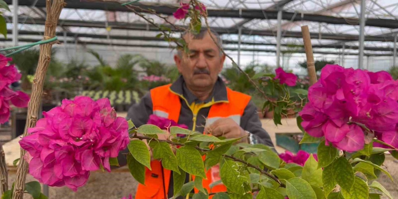 Çöplükteki Gazla Bozkırda 2 Bin Metrekarelik ‘akdeniz’ Oluşturulup Tropikal Bitki Yetiştiriliyor