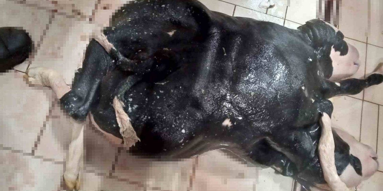 Konya’da 6 Ayaklı Ve 2 Başlı Buzağı Doğdu