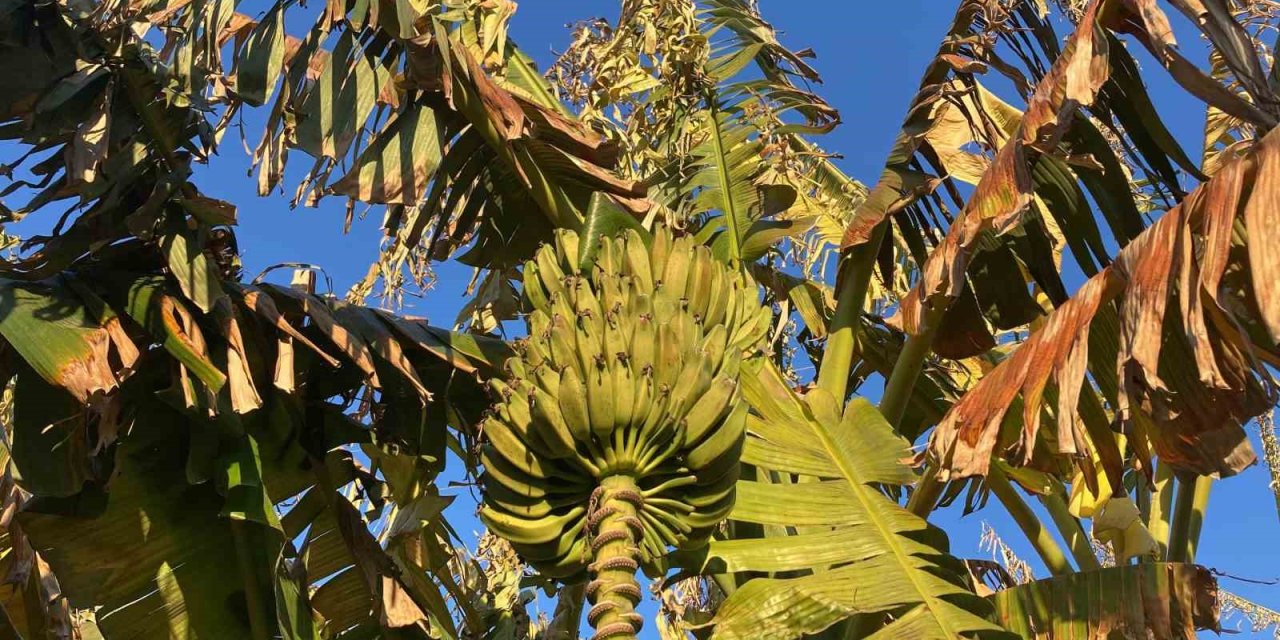 Zirai Don Çiçek Açmış Ağaçlara Yüzde 100, Seralaraki Ürüne Yüzde 30 Zarar Verdi