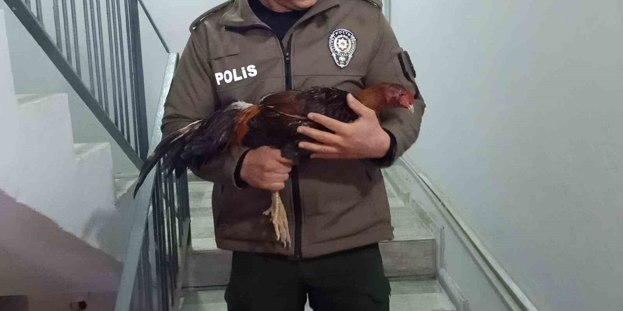 Mersin’de Horoz Dövüşü Üzerinden Bahis Oynatanlara Operasyon