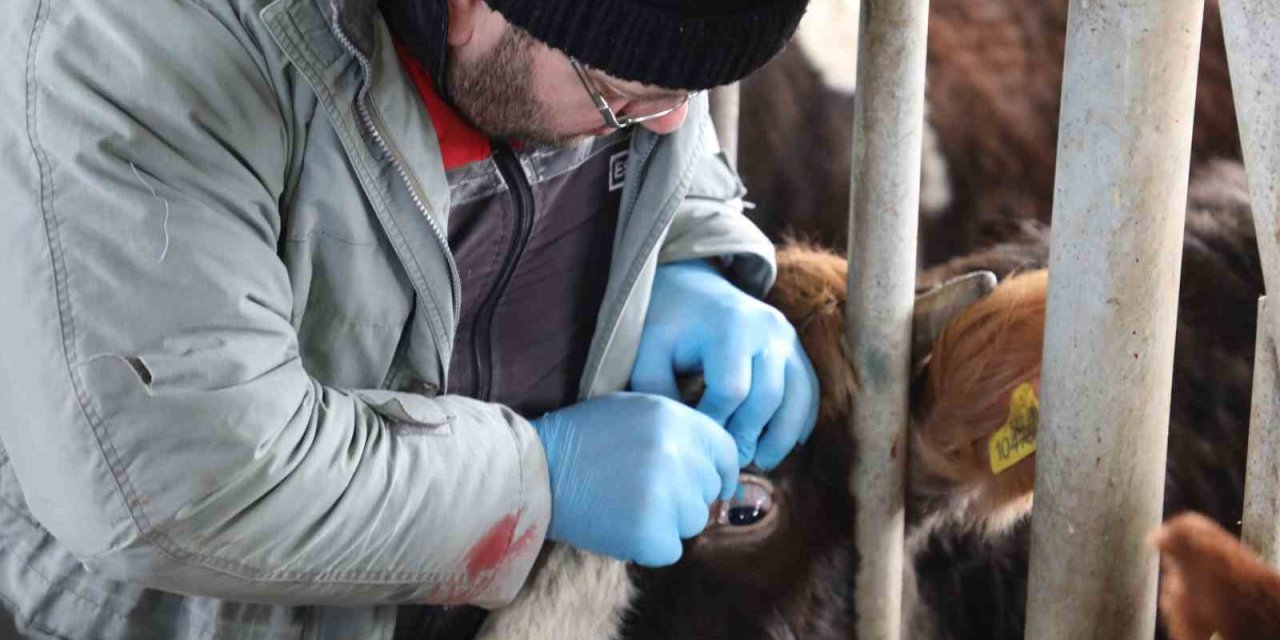 "hayvan Hastalıkları İle Mücadele Programı" Kapsamında Aşılamalar Başladı