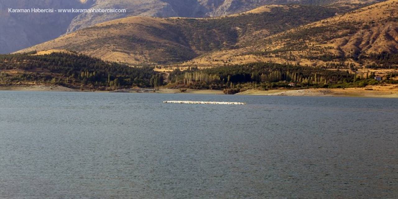 Göç Yolundaki Pelikan Sürüsü İvriz Barajı'nda Mola Verdi