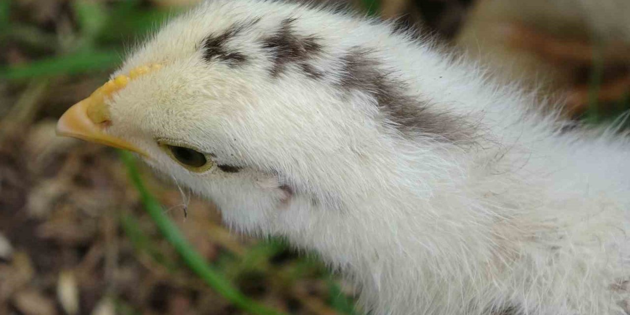 Görenleri Şaşırttı: Civciv Ay Yıldız Figürüyle Doğdu