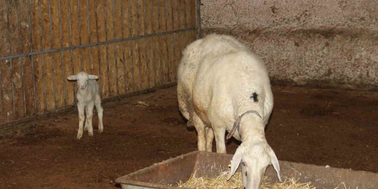 Koyun, Ölen Yavrusuna Ön Ayaklarıyla Masaj Yaparak Kurtarmaya Çalıştı
