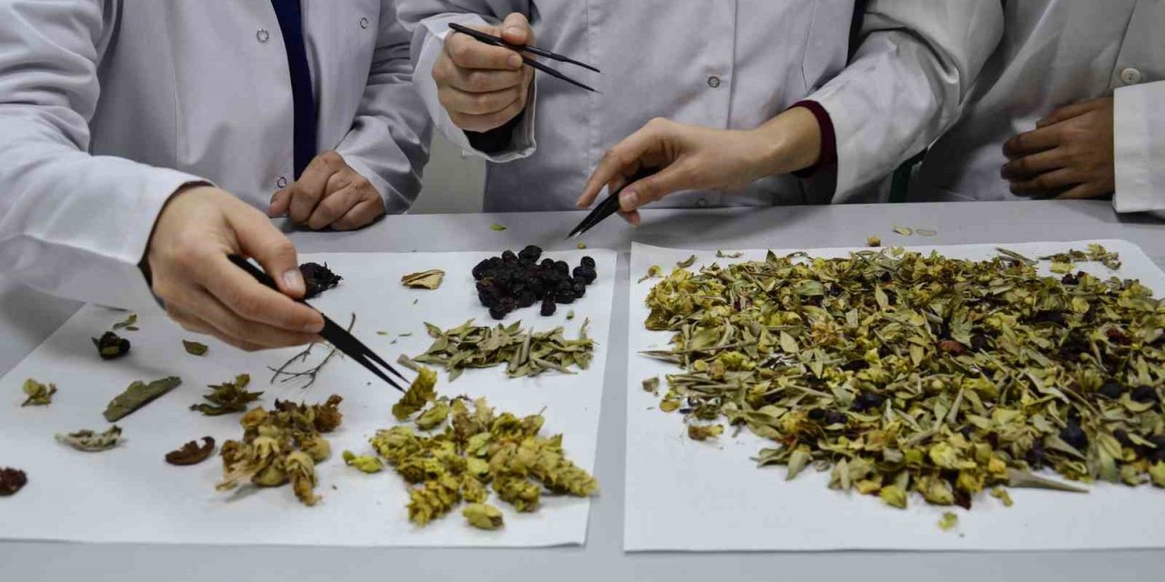 Bilimsel Araştırma Yapıldı: ’kış Çayları Yarardan Çok Zarar Verebilir’