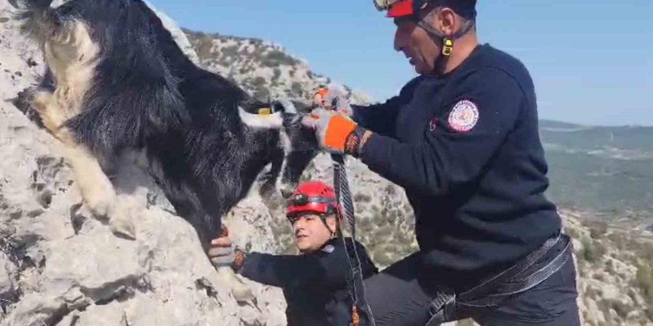 Kayalıklarda Mahsur Kalan Keçiler 4 Gün Sonra Kurtarıldı