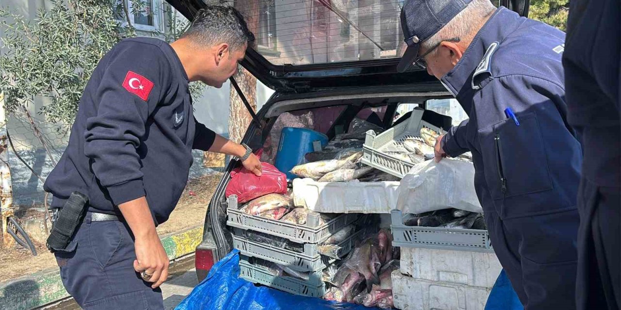 Tarsus’ta Sağlıksız Şartlarda Ele Geçirilen 750 Kilo Balık İmha Edildi