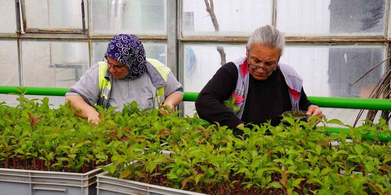 Rengarenk Tepebaşı İçin Çiçeklerin Üretimi Sürüyor