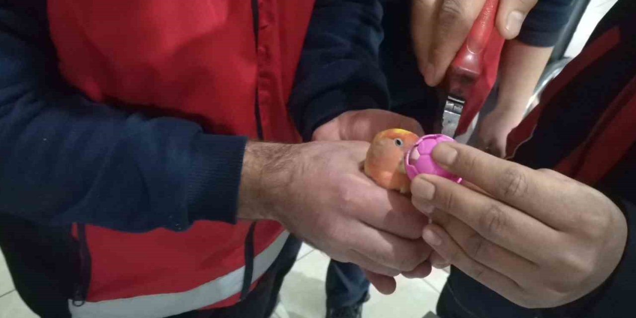 Gagasına Top Sıkışan Papağanı İtfaiye Kurtardı