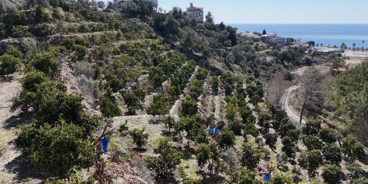 Kilogramı 200 Tl’den Satılan Avokadolar Alanya’da Üreticilerin Yüzünü Güldürdü