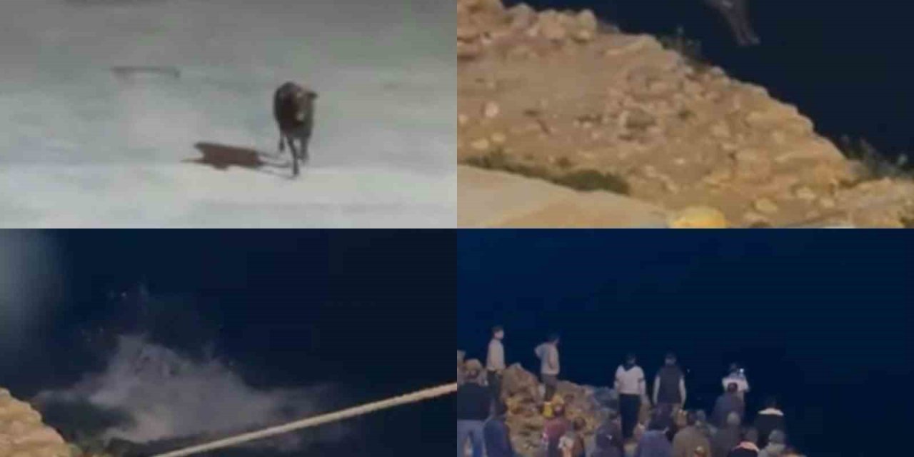 Kaçan Angus Denize Balıklama Atladı... O Anlar Kamerada