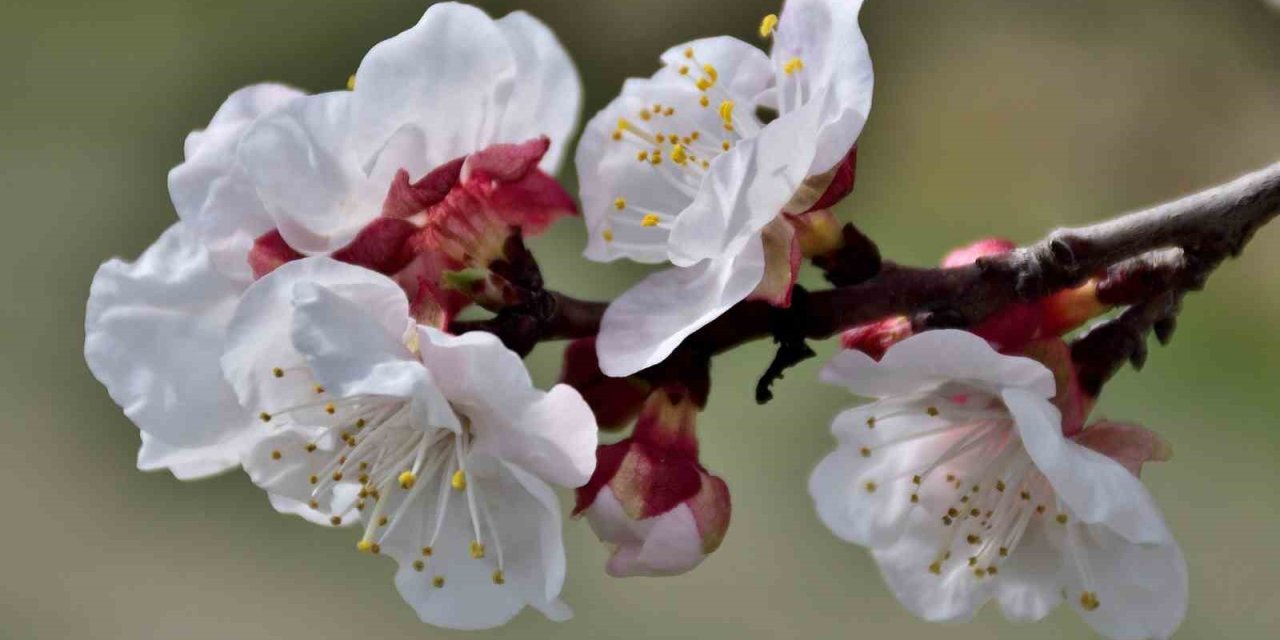 Sıcaklık Arttı, Kayısı Bahçeleri Beyaz Gelinliğini Erken Giydi