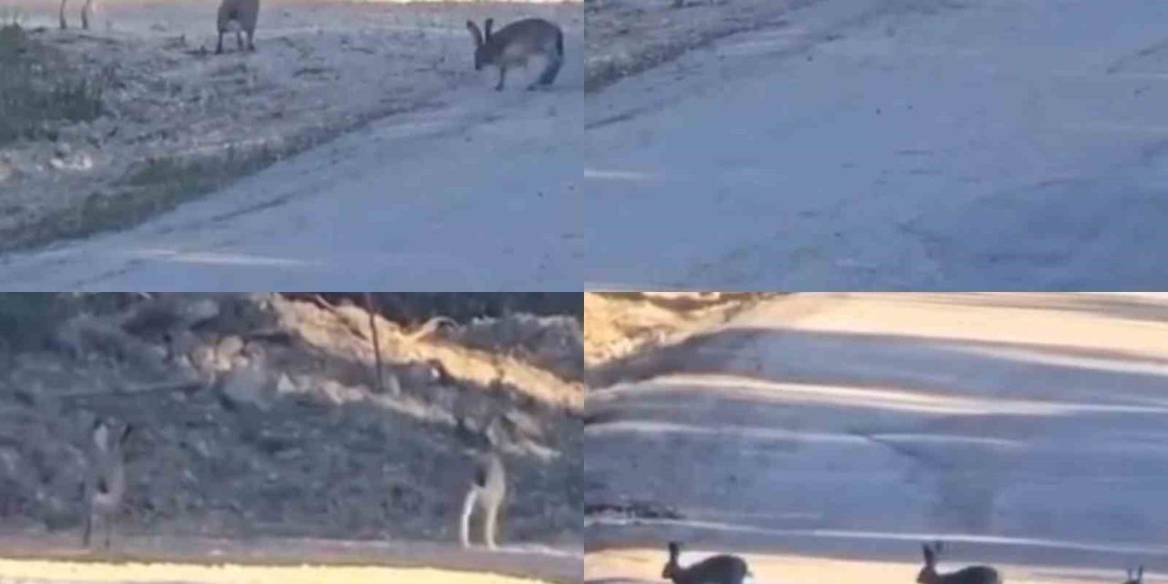 Yaban Tavşanlarının Neşeli Anları Kameraya Yansıdı