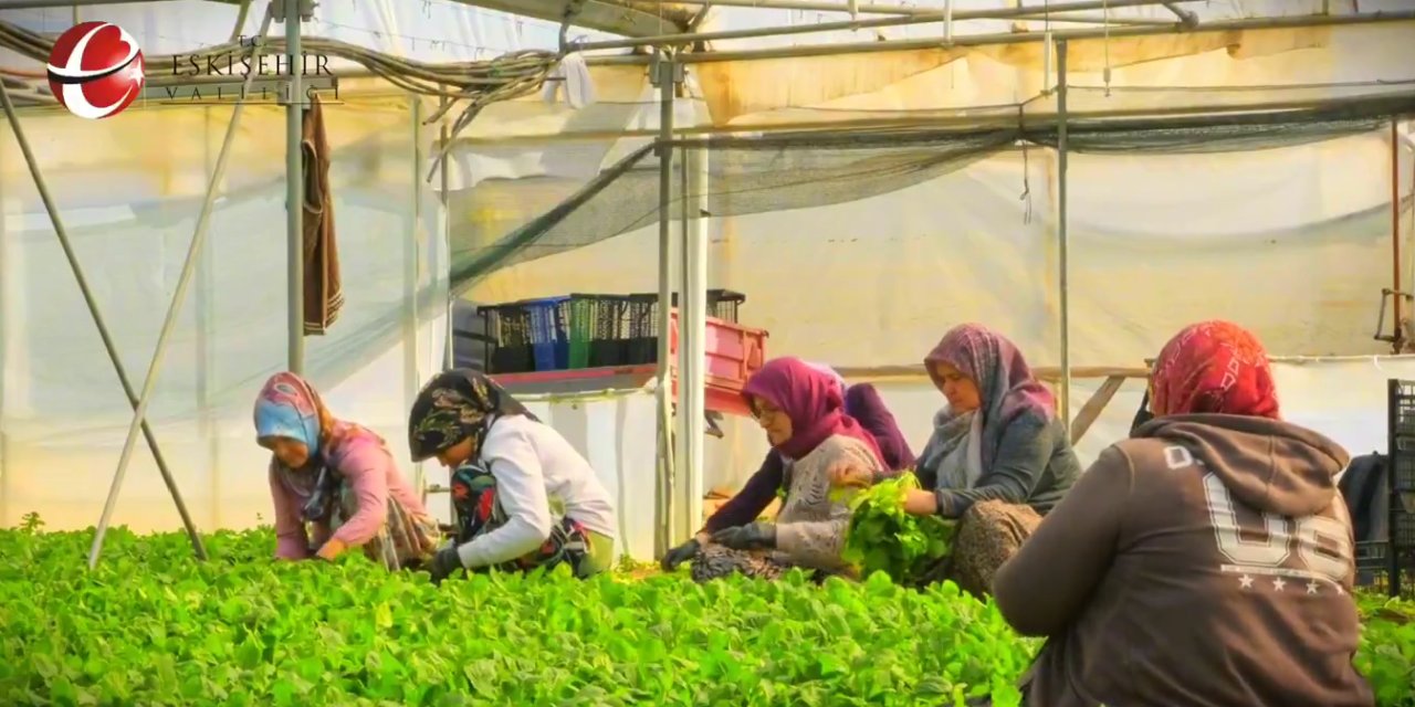 Eskişehir, Kadınlar Sayesinde Roka Üretiminde Türkiye Birincisi