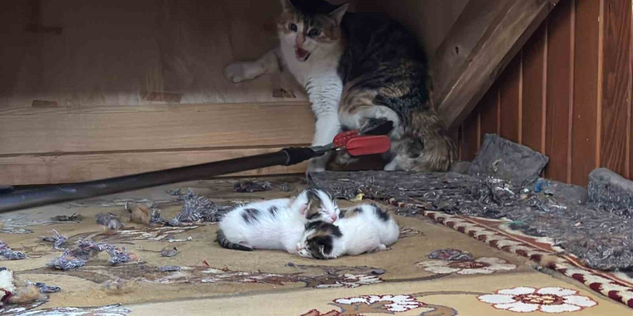 Kedi Vaaz Kürsüsünün Altına Yavruladı