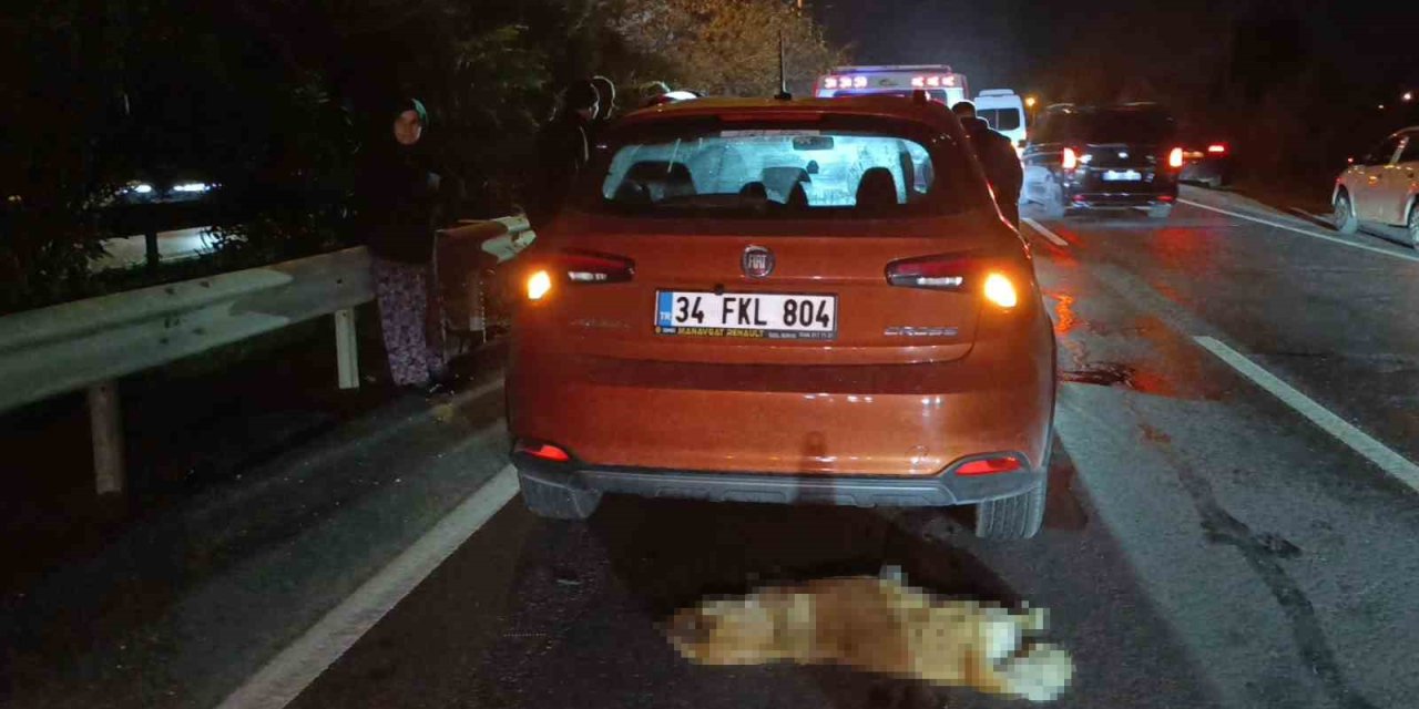 Sürü Halinde Yola Fırlayan Sokak Köpekleri Aynı Anda 2 Ayrı Kazaya Sebep Oldu