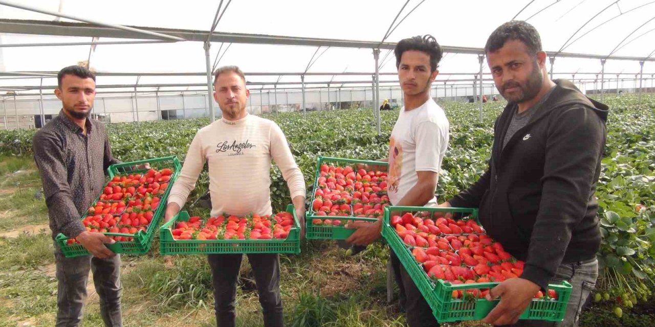 Mersin’de Çilekte Zirai Dondan Olumsuz Etkilendi