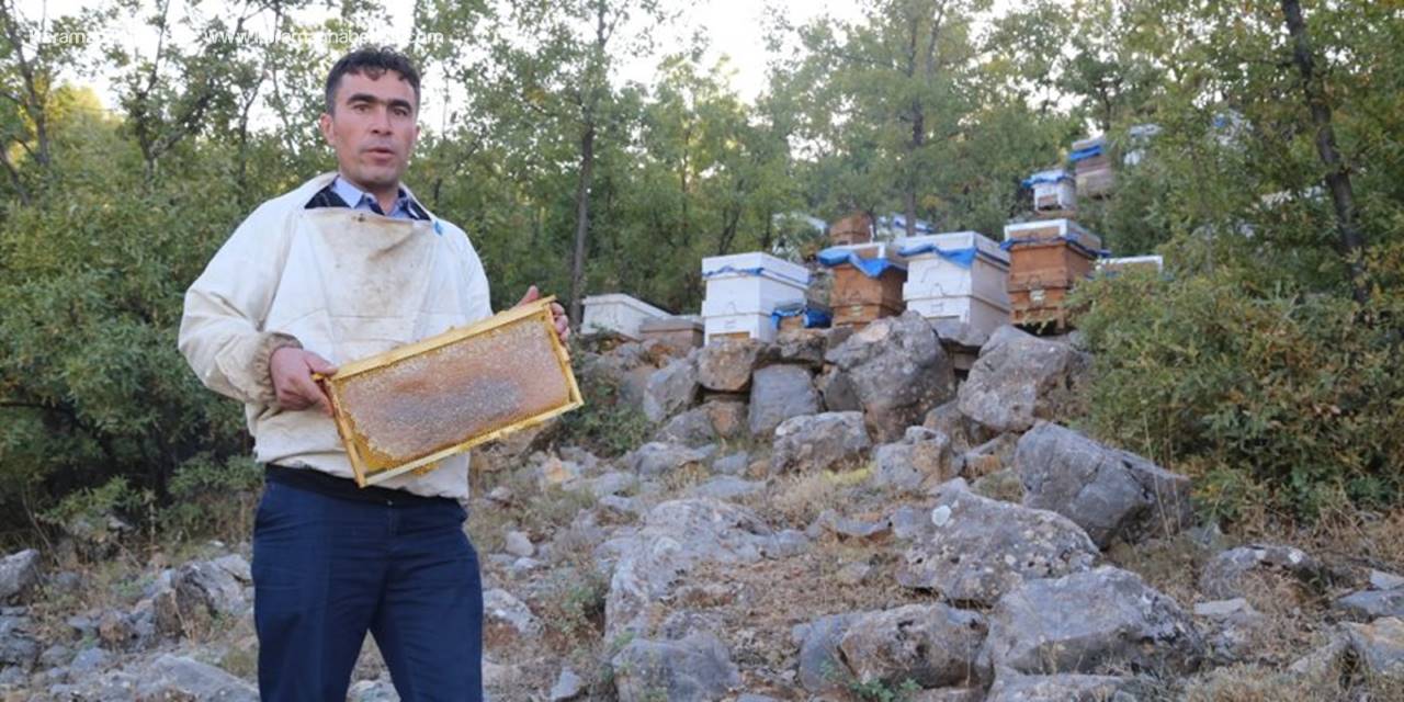 Hadim'de Bal Hasatına Başlandı