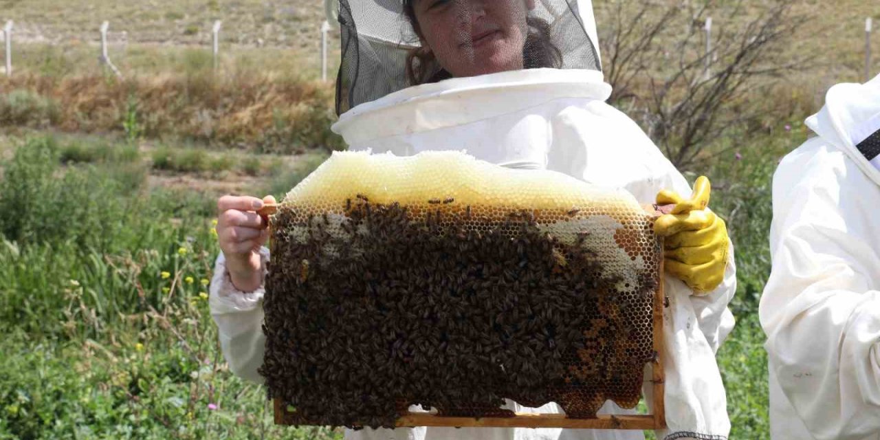 Arıköy Kayıtları Başlıyor