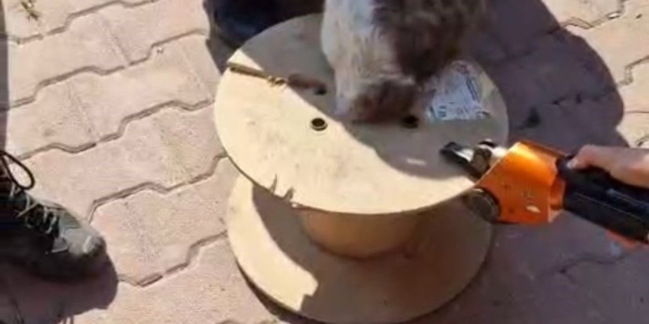 Ahşap Makaraya Sıkışan Yaramaz Kediyi İtfaiye Kurtardı