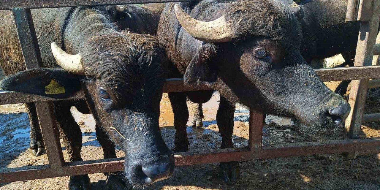 Eskişehir’de Hayvan Yetiştiricilerine 113 Milyon TL Destek