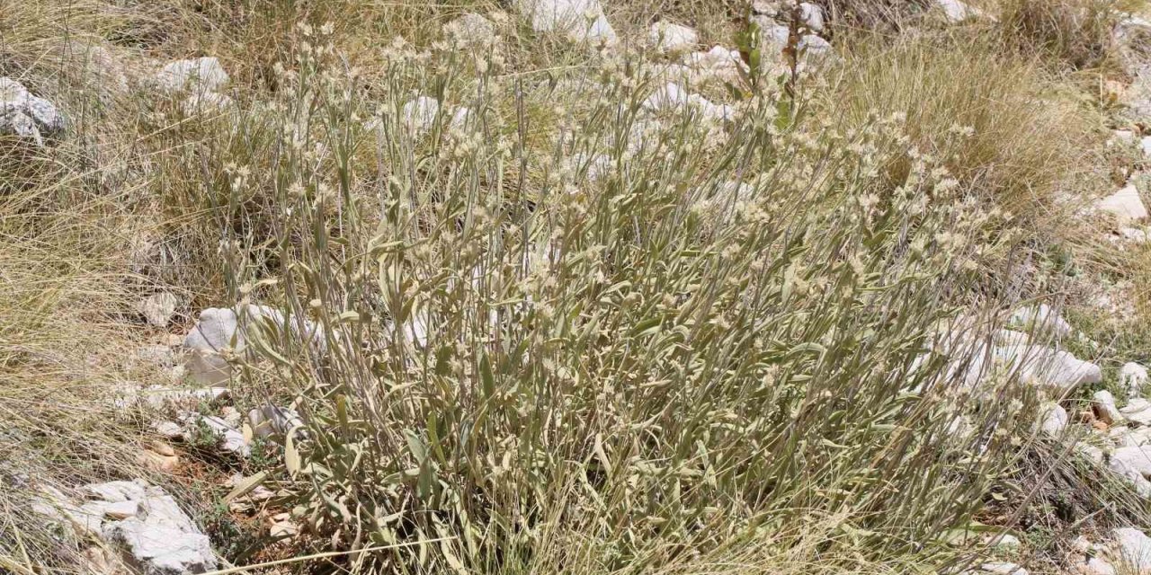 Antalya’da Dünya Literatürüne Yeni Bir Bitki Kazandırıldı