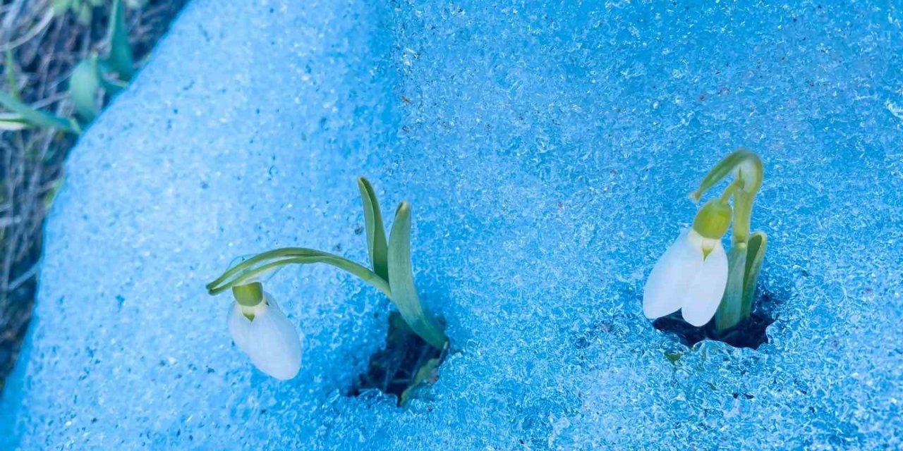 Niğde’nin Yüksek Kesimlerinde Kardelenler Açtı