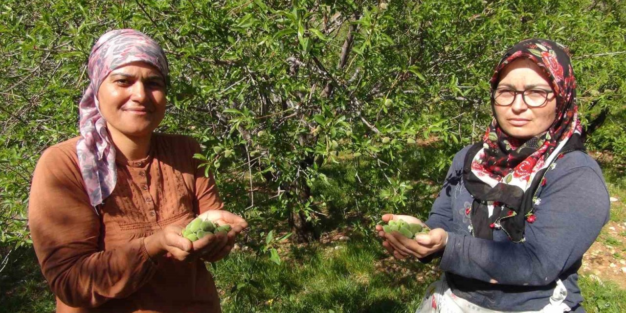 Mersin’de Yüzde Elli Rekolte Düşüşü Yaşanan Badem Çağlası Dubai’ye İhraç Ediliyor