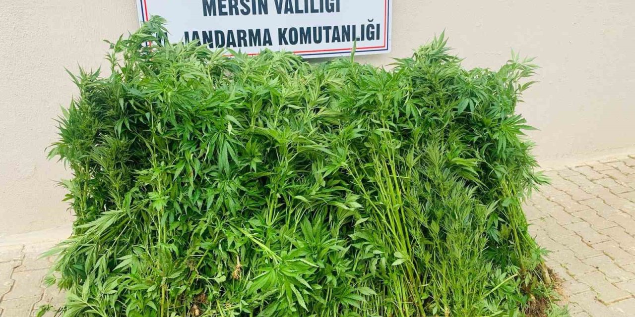 Evinin Bahçesinde Kenevir Yetiştiren Şüpheli Tutuklandı