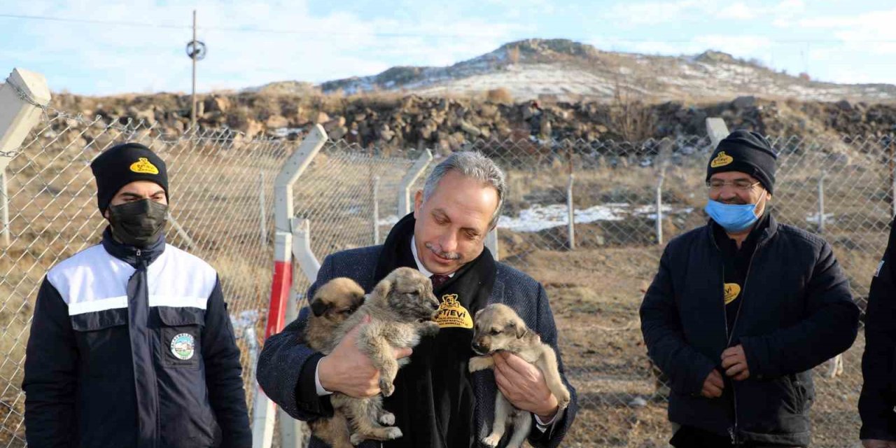 Türkiye’ye Örnek ‘pati Evi’ Talas’ta