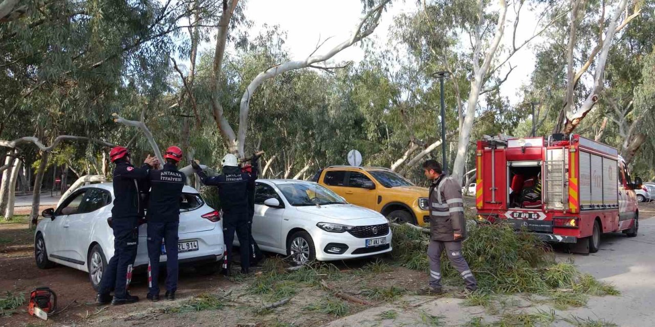 Rüzgar Nedeniyle Devrilen Ağaç İki Otomobile Zarar Verdi