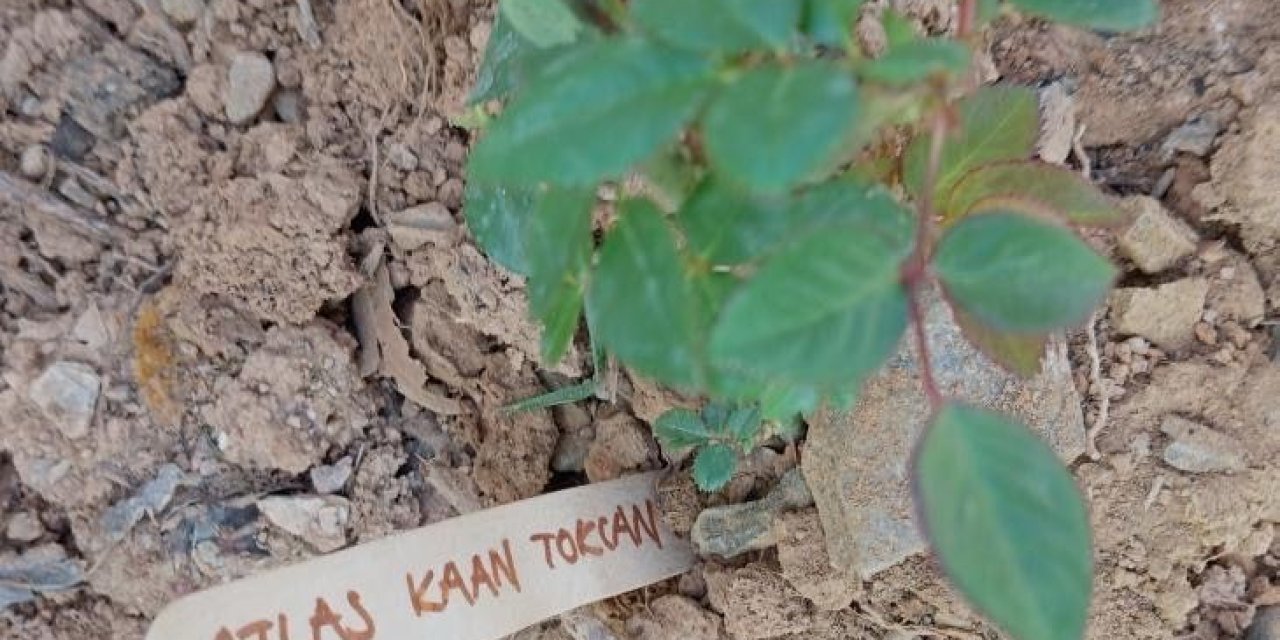 Gazipaşa’da, Bolu’daki Otel Yangınında Ölen 36 Çocuk Anısına Gül Dikildi