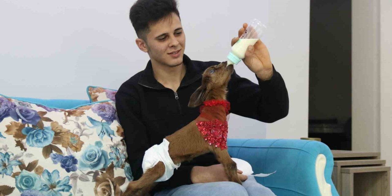 Eve Aldığı Keçi Yavrusuna Bebek Gibi Bakıyor