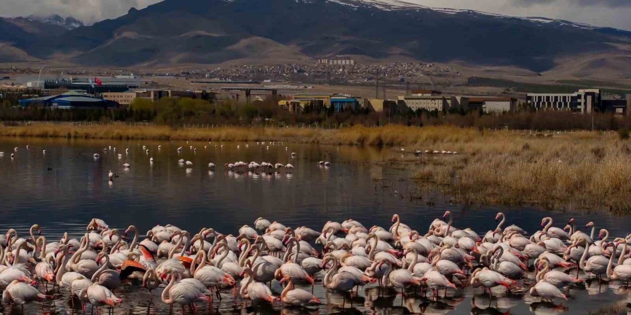 Akkaya Barajı Flamingoların Gelişi İle Görsel Şölen Sunuyor
