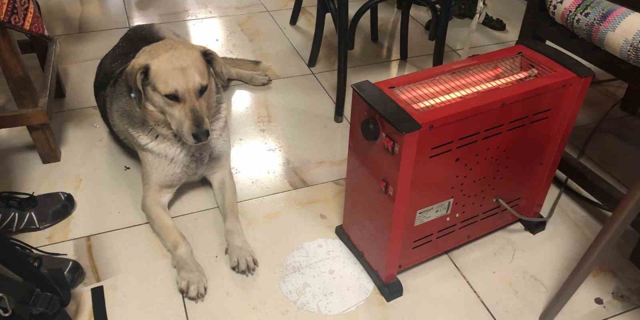 Kar Ve Soğuktan Kaçan Köpek Çay Ocağındaki Isıtıcının Yanına Uzandı