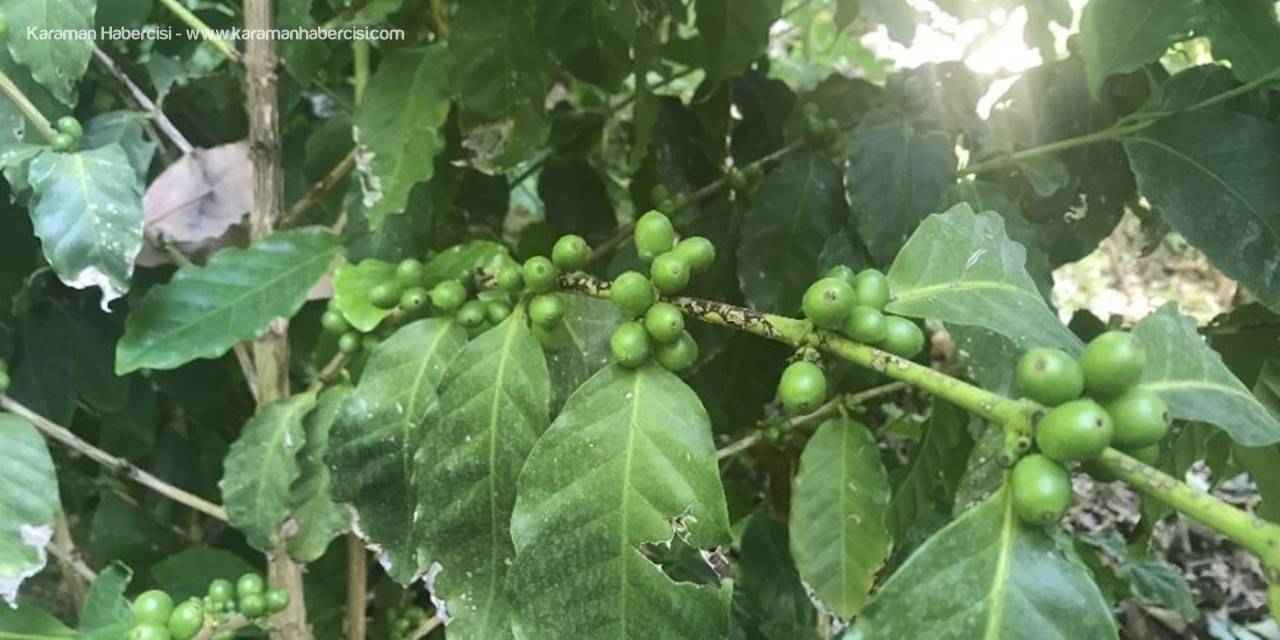 Türk Kahvesini Türkiye'de Üretmek İçin Gelecek Yıl 5 Dönümlük Bir Bahçe Kurmaya Hazırlanıyor