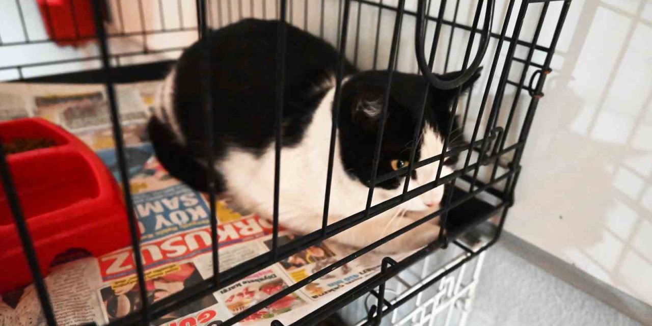 Kemer Barınağında Nisan Ayında 210 Hayvan Kısırlaştırıldı