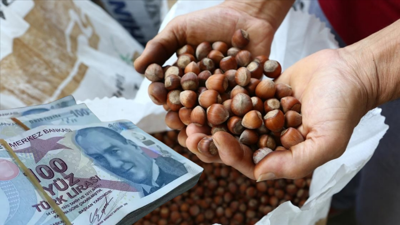 Fındık Fiyatları Düştü! İşte Güncel Fındık Fiyatları!