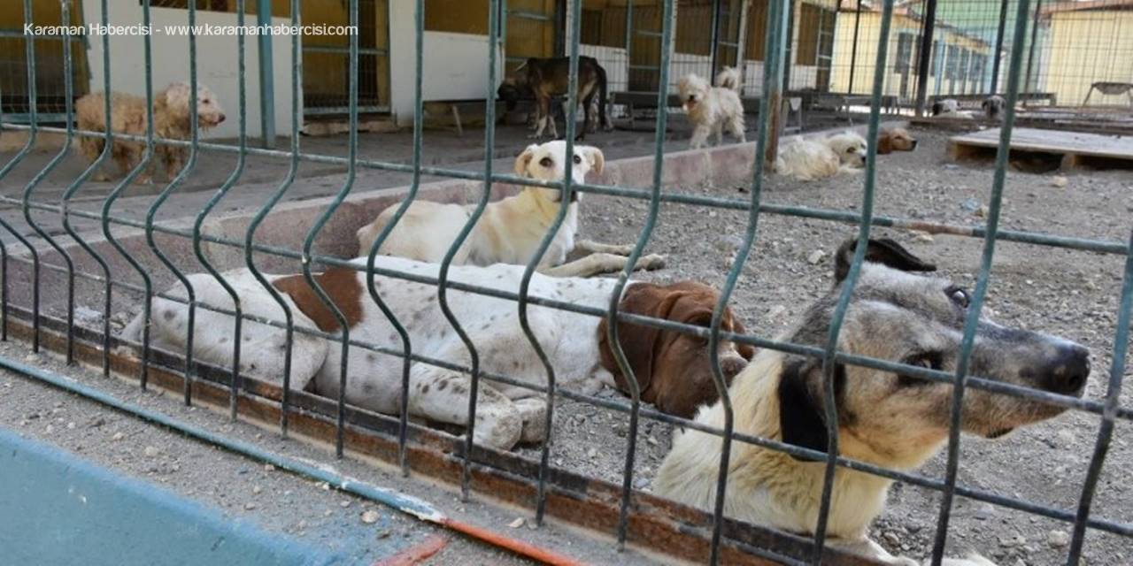 Tarsus Belediyesi, 476 Sokak Hayvanını Tedavi Etti