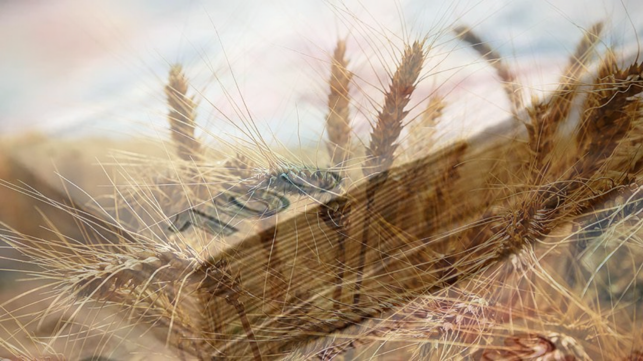 TMO Duyurdu! Buğday Fiyatlarına Zam Geldi!