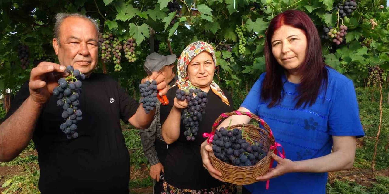 Turfanda ’siyah İnci’ Hasadı Başladı