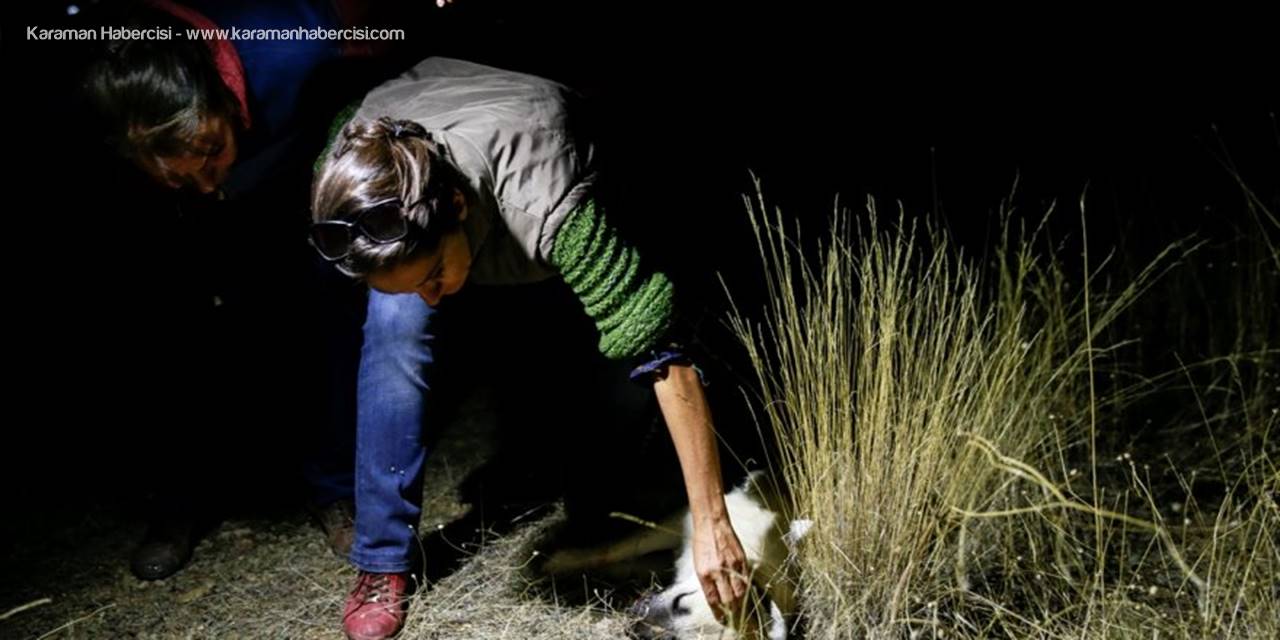 Ankara'da Sokak Köpeklerinin Zehirlendiği İddiası